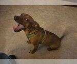 Small Photo #5 Dachshund-Unknown Mix Puppy For Sale in Portland, IN, USA