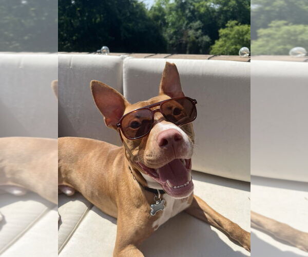 Medium Photo #2 American Pit Bull Terrier-Unknown Mix Puppy For Sale in Mundelein, IL, USA