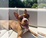 Small #1 American Pit Bull Terrier Mix