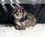 Small #4 YorkiePoo