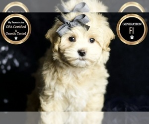 Medium Maltipoo