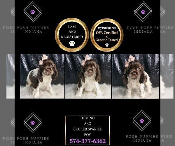 Medium Photo #96 Cocker Spaniel Puppy For Sale in WARSAW, IN, USA