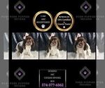 Small Photo #96 Cocker Spaniel Puppy For Sale in WARSAW, IN, USA