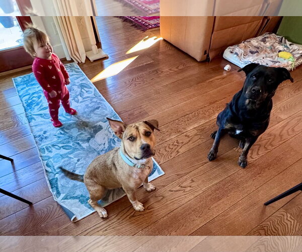 Medium Photo #7 American Pit Bull Terrier-Unknown Mix Puppy For Sale in Germantown, OH, USA