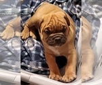 Puppy Puppy 6 Olde English Bulldogge