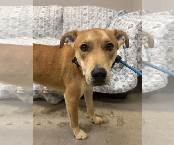 Medium Photo #8 Labrador Retriever-Unknown Mix Puppy For Sale in Rockaway, NJ, USA