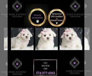 Maltese Puppy for sale in WARSAW, IN, USA