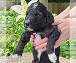Small #5 F2 Aussiedoodle