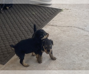 Airedale Terrier Puppy for sale in SIERRA VISTA, AZ, USA