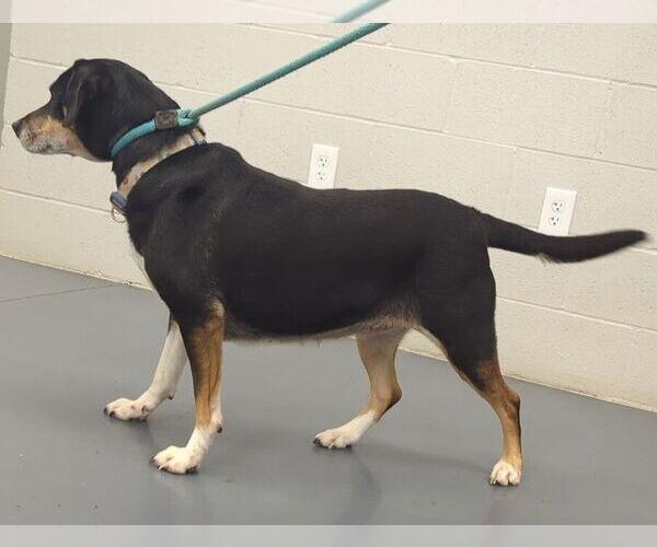 Medium Photo #4 Labbe Puppy For Sale in Evansville, IN, USA