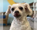 Small Maltese Mix