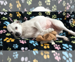 Small #3 Beagle Mix