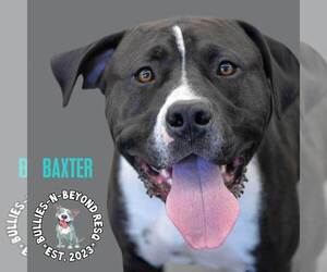 Baxter - Male American Staffordshire Terrier-Bulldog Mix Dog for Adoption - Photo #2