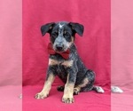 Small Photo #2 Australian Cattle Dog Puppy For Sale in HOLTWOOD, PA, USA