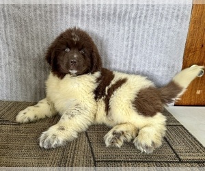 Newfoundland Puppy for sale in ROCKVILLE, IN, USA