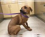 Small German Shepherd Dog Mix
