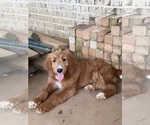 Puppy Peanut Goldendoodle