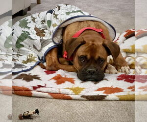 Boxer Dogs for adoption in Dumont, NJ, USA