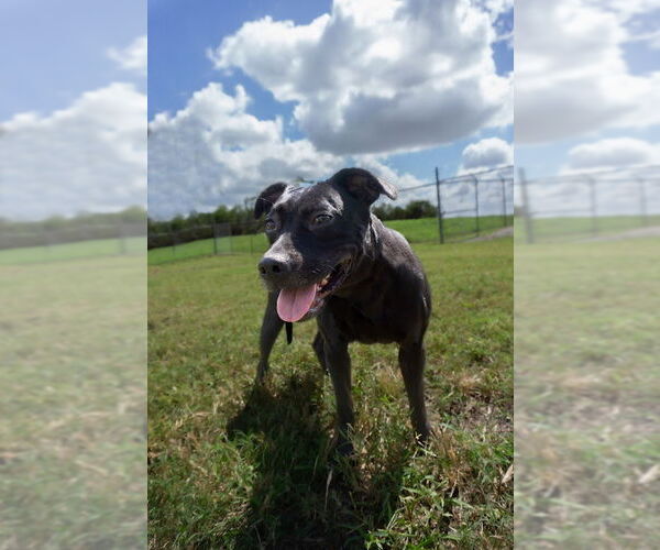 Medium Photo #1 Mutt Puppy For Sale in Abbeville, LA, USA