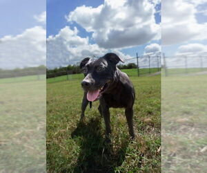 Mutt Dogs for adoption in Abbeville, LA, USA