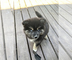 Small Photo #3 Pomsky Puppy For Sale in WAXAHACHIE, TX, USA