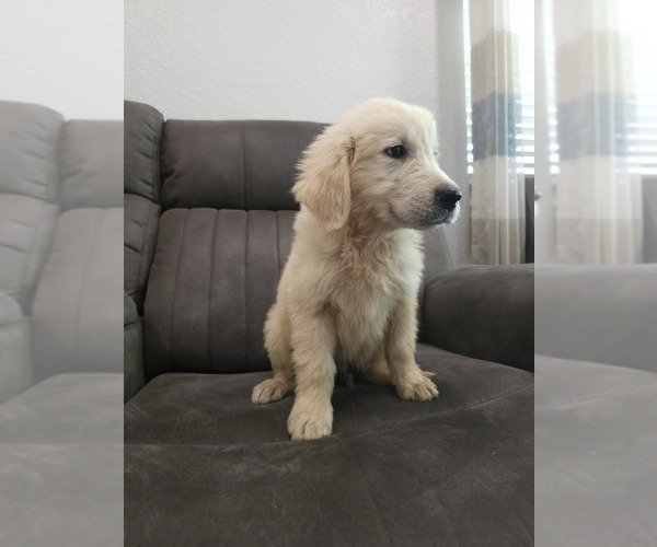 Medium Photo #3 Golden Retriever Puppy For Sale in ELVERTA, CA, USA