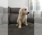 Small #2 Golden Retriever