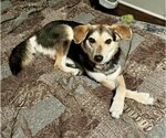 Small German Shepherd Dog-Greyhound Mix