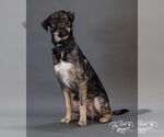Small #2 German Shepherd Dog-Pointer Mix