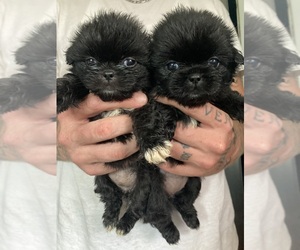 Pekingese Puppy for sale in NEW MARTINSVILLE, WV, USA