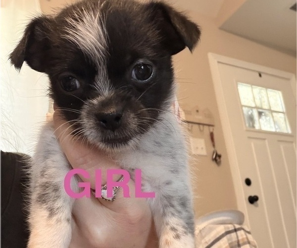 Medium Photo #4 Chiranian Puppy For Sale in OAK GROVE, KY, USA