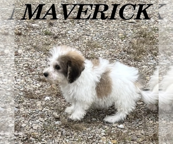 Medium Photo #3 Schnoodle (Miniature) Puppy For Sale in HARTLAND, MN, USA