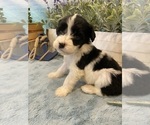 Small Photo #9 Portuguese Water Dog Puppy For Sale in FRANKLIN, TN, USA
