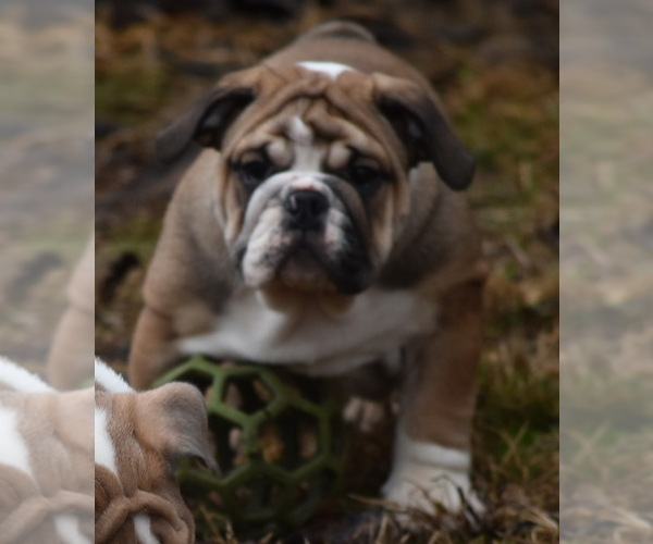 Medium Photo #1 Bulldog Puppy For Sale in ASH FLAT, AR, USA