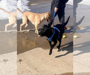 Eddy - Male Labrador Retriever-Retriever  Mix Dog for Adoption - Photo #4