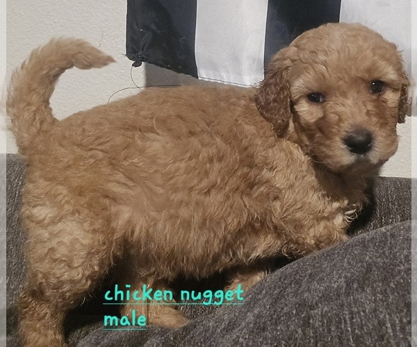 Medium Photo #4 Goldendoodle mix (+ Poodle Standard) Puppy For Sale in LA PINE, OR, USA
