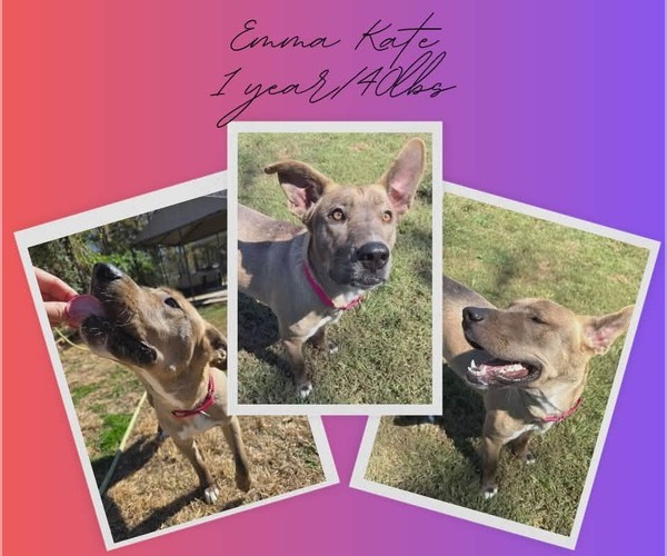 Medium Photo #7 Mutt Puppy For Sale in Woodbury, NY, USA