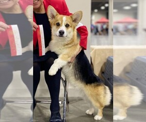 Father of the Pembroke Welsh Corgi puppies born on 01/21/2025