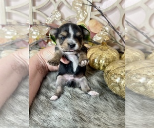Morkie Puppy for sale in MORRIS CHAPEL, TN, USA