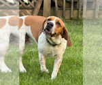Small #10 Beagle Mix