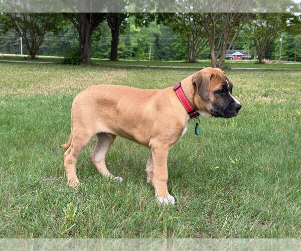 Medium Photo #4 American Pit Bull Terrier-Rhodesian Ridgeback Mix Puppy For Sale in Holly Springs, NC, USA