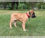 Small #3 American Pit Bull Terrier-Rhodesian Ridgeback Mix