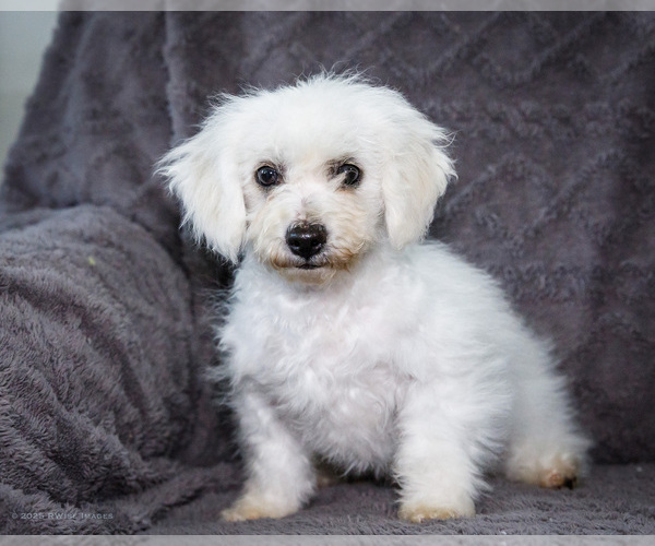 Medium Photo #15 Bichon Frise Puppy For Sale in WAKARUSA, IN, USA