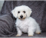 Small Photo #15 Bichon Frise Puppy For Sale in WAKARUSA, IN, USA