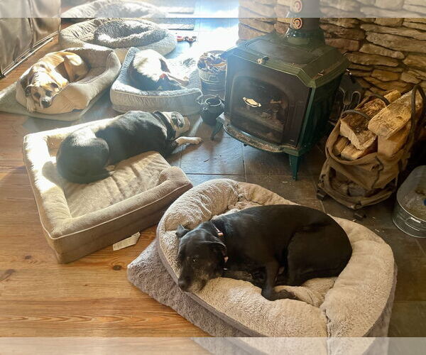 Medium Photo #3 Boxer-Unknown Mix Puppy For Sale in Mount Laurel, NJ, USA