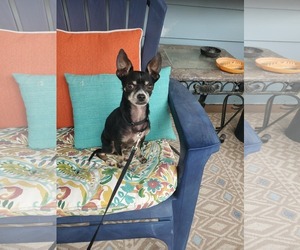 Chihuahua-Unknown Mix Dogs for adoption in Woodbury, NY, USA