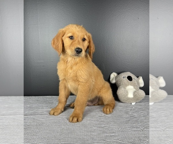 Medium Photo #2 Golden Retriever Puppy For Sale in INDIANAPOLIS, IN, USA