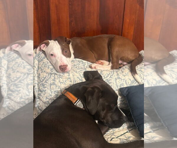 Medium Photo #8 American Pit Bull Terrier-Unknown Mix Puppy For Sale in Germantown, OH, USA