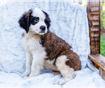 Small #4 Saint Bernard