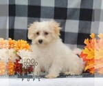 Small #1 Maltipoo